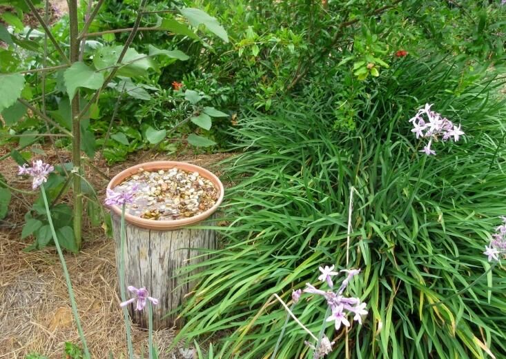 How to Create a Backyard Pollinator Waystation That's Eco-Chic and Totally DIY